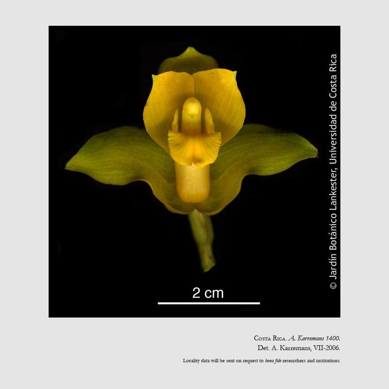 Lycaste bradeorum